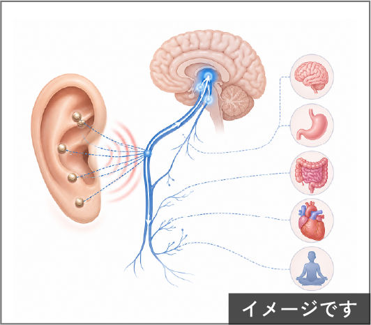 耳介刺激と迷走神経に関する基礎研究（イメージ）